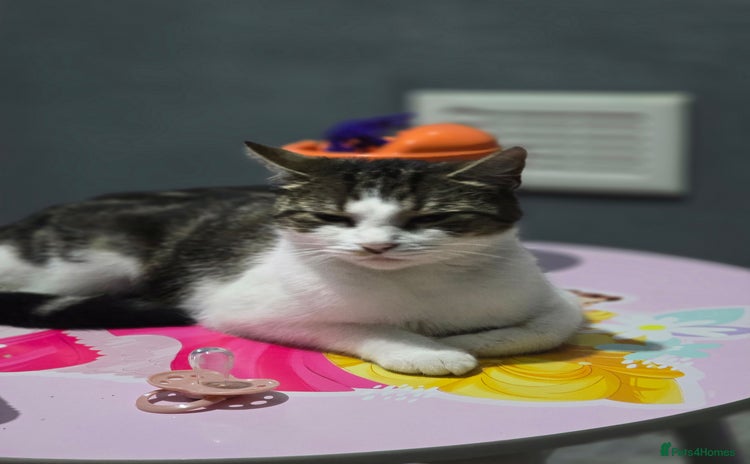 Mixed Breed cats - Advert 7
