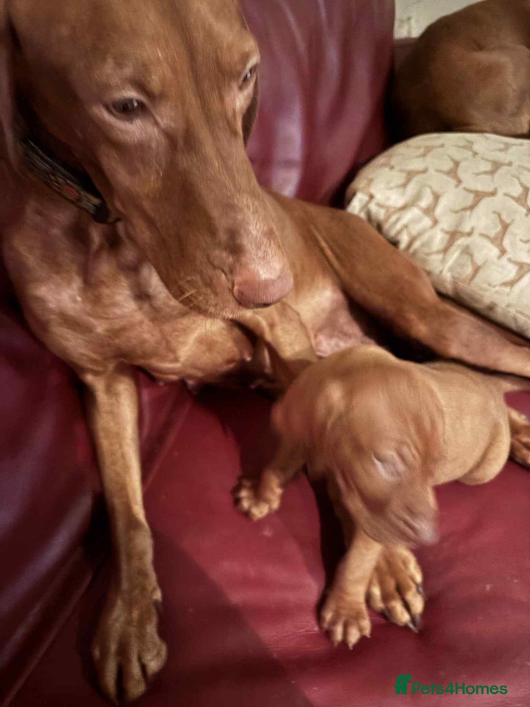 Hungarian Vizsla dogs for sale: Stunning boy available - Advert 5