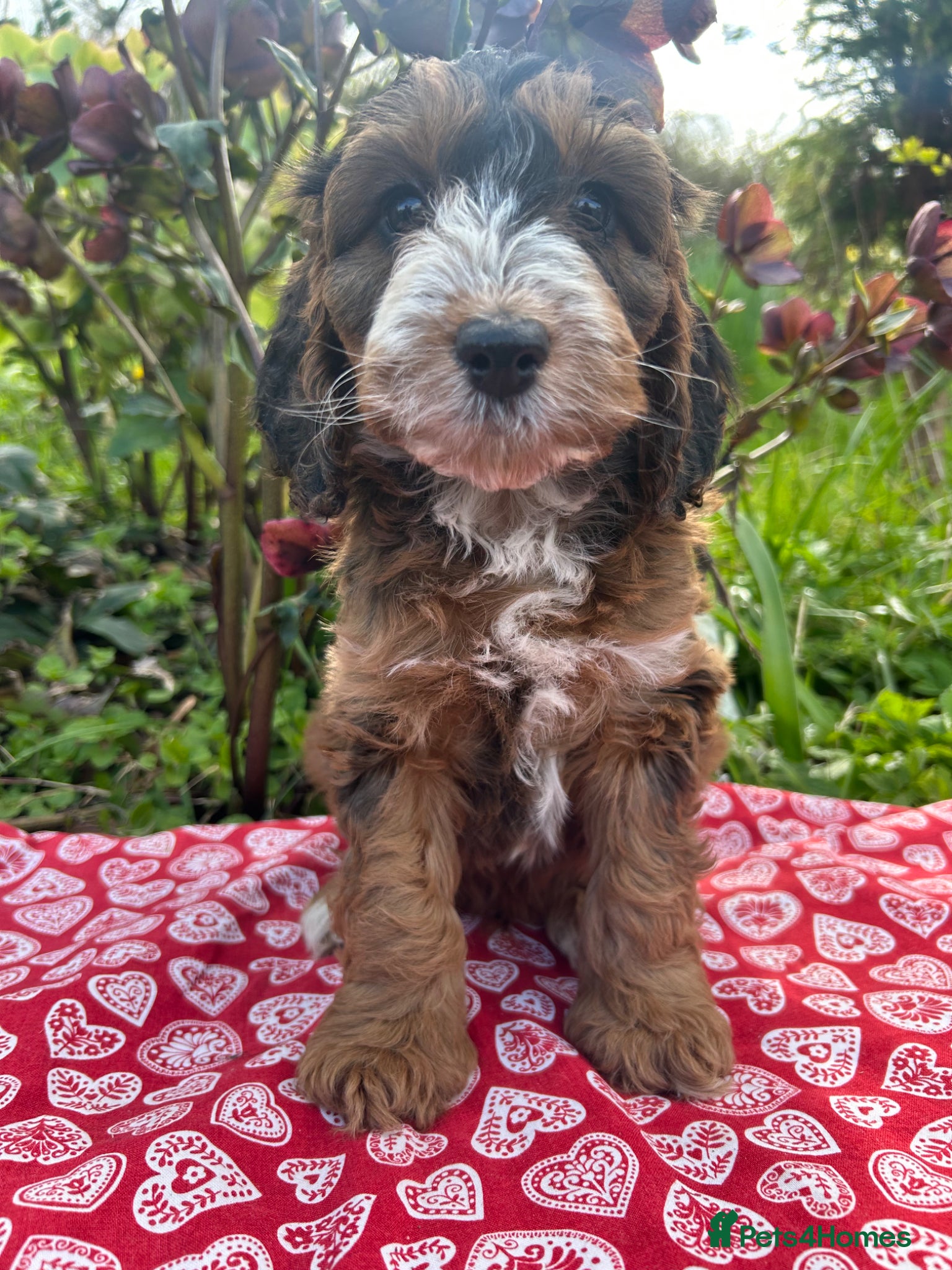 Cockapoo dogs F1 Cockapoo puppies READY NOW - Advert 4