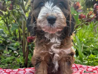 Cockapoo dogs F1 Cockapoo puppies READY NOW - Advert 4