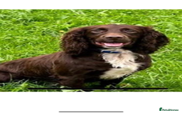 Cocker Spaniel dogs for sale: Cocker spaniel puppies  - Image 6