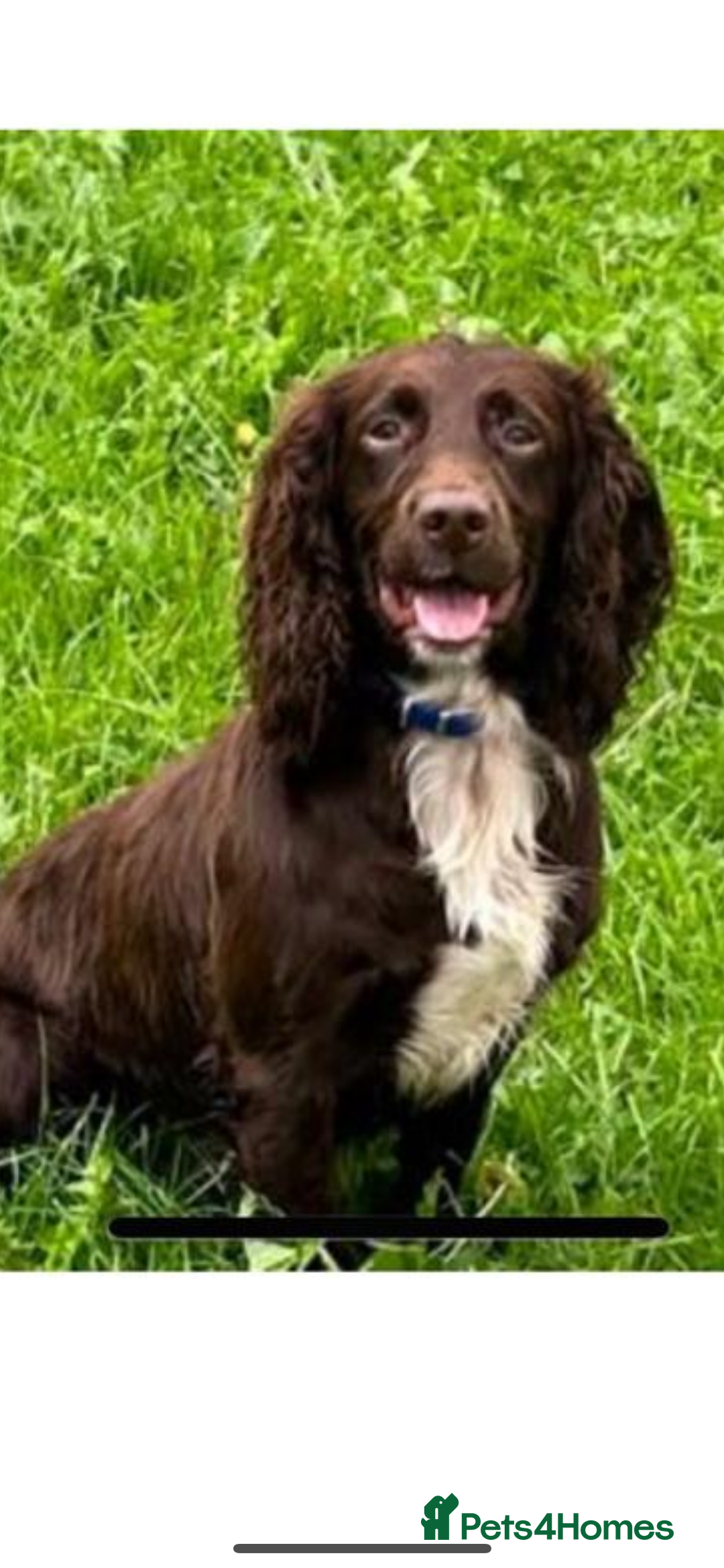 Cocker Spaniel dogs for sale: Cocker spaniel puppies  - Image 6
