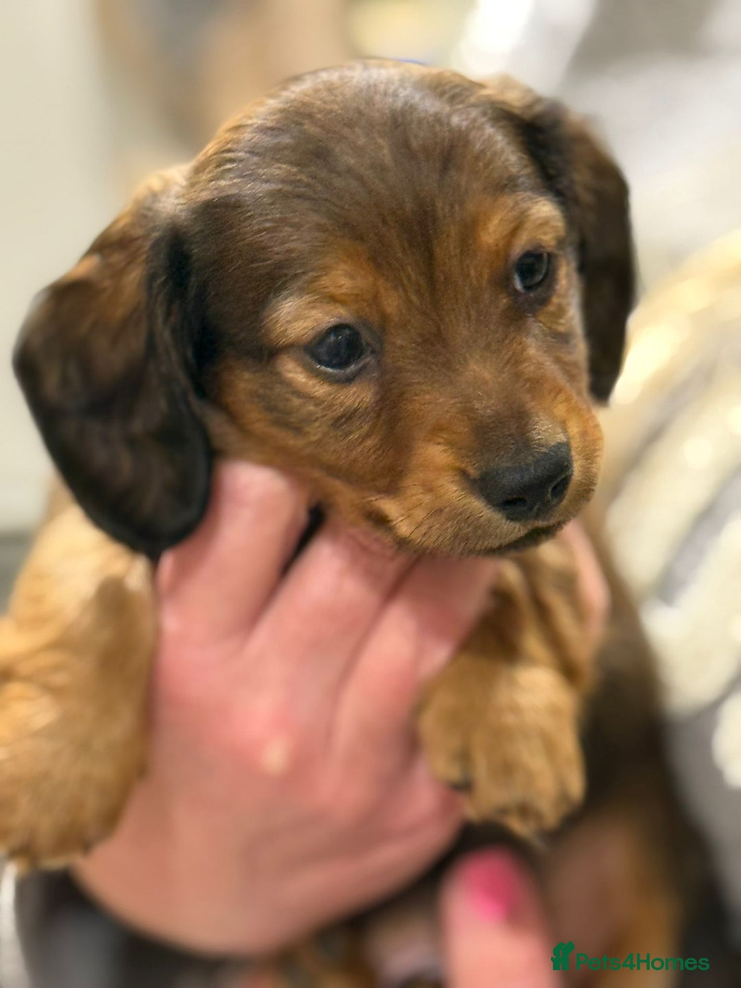 Miniature Dachshund dogs for sale:  Long haired miniature dachshund litter  - Advert 6