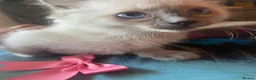 Ragdoll cats for sale: Adorable Ragdolls  - Advert 4