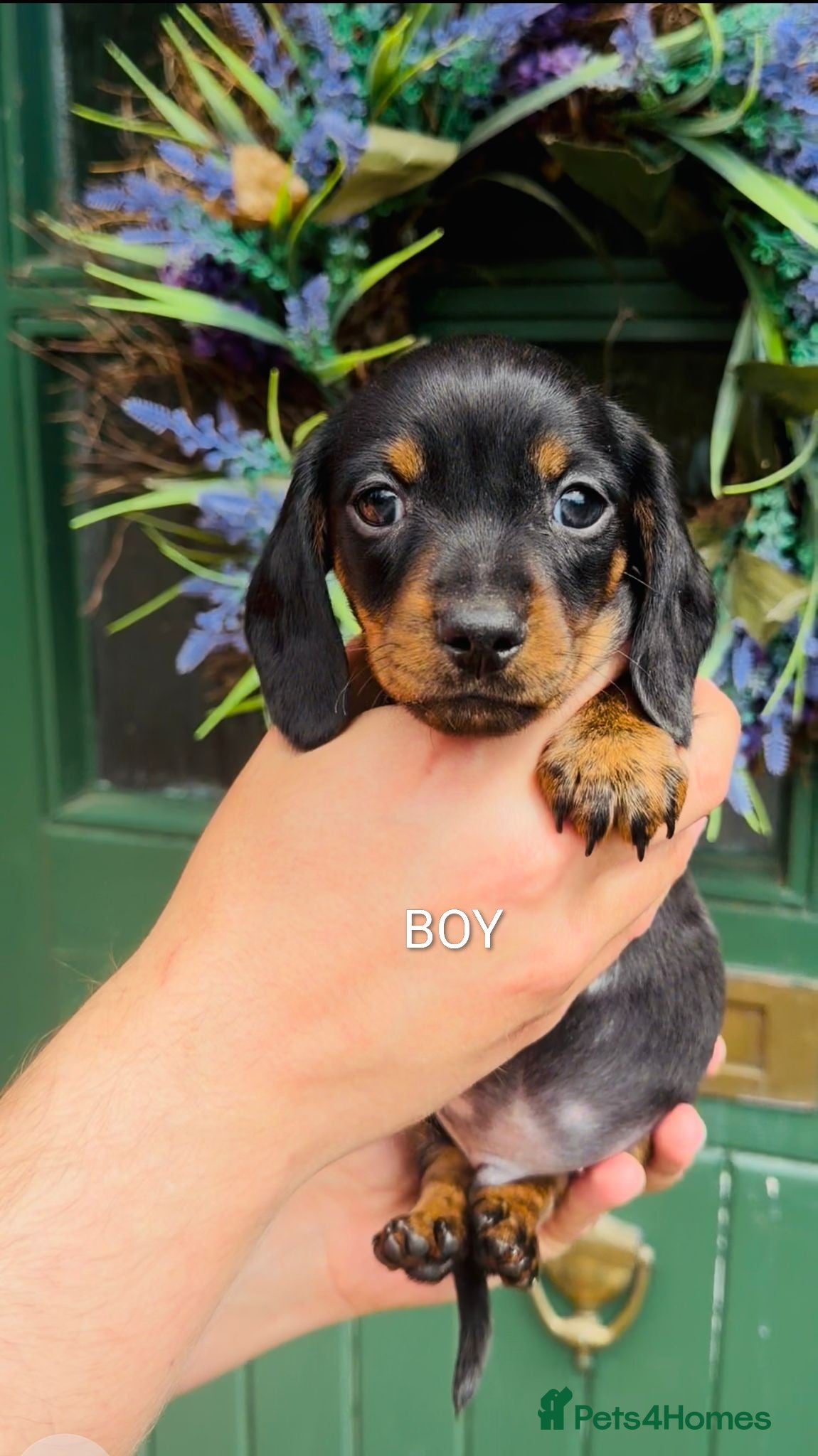 Miniature Dachshund dogs 🐾 Miniature Dachshund Puppies for Sale 🐾 - Advert 15