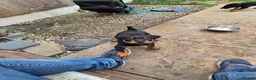 Rottweiler dogs for sale: rotty babies - Advert 3