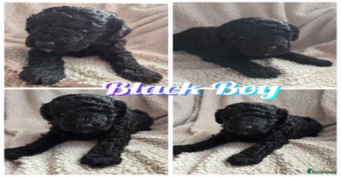 Toy Poodle dogs - Advert 1