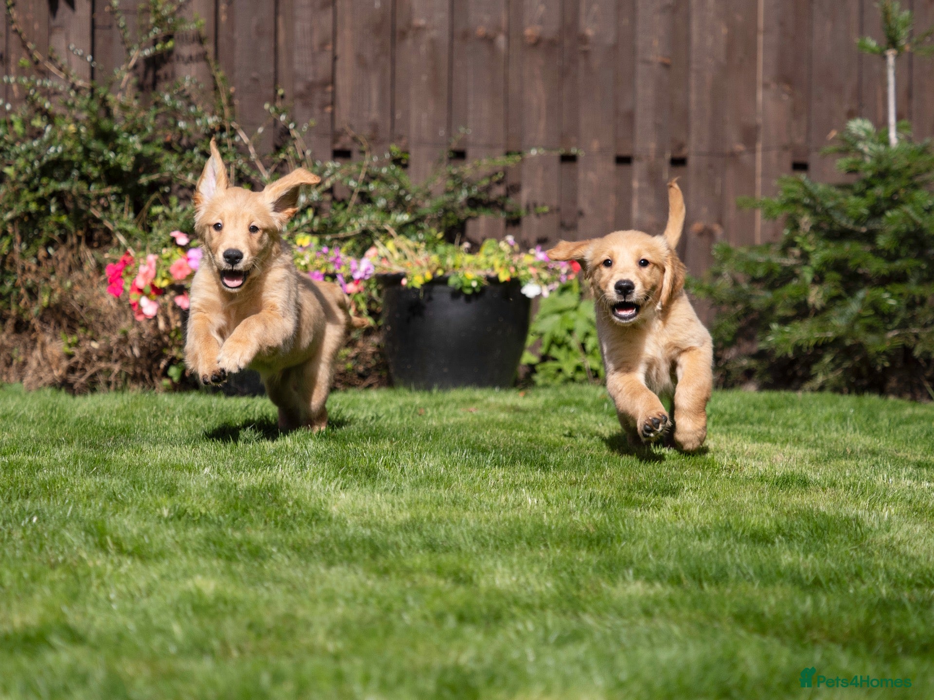 Golden Retriever dogs READY NOW Fox Red, KC, Health Tested Pups - Advert 2