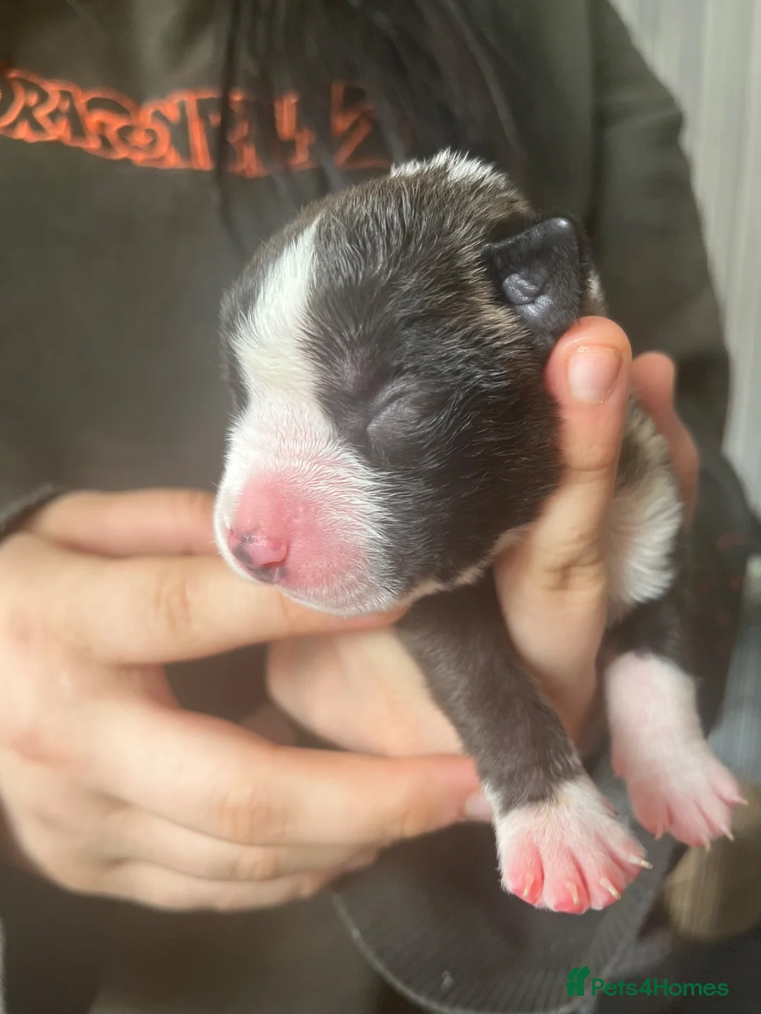 Mixed Breed dogs for sale: Staff x presa Canario pups - Advert 8