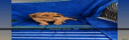 Sprocker dogs for sale: Sprocker Spaniels - Advert 13