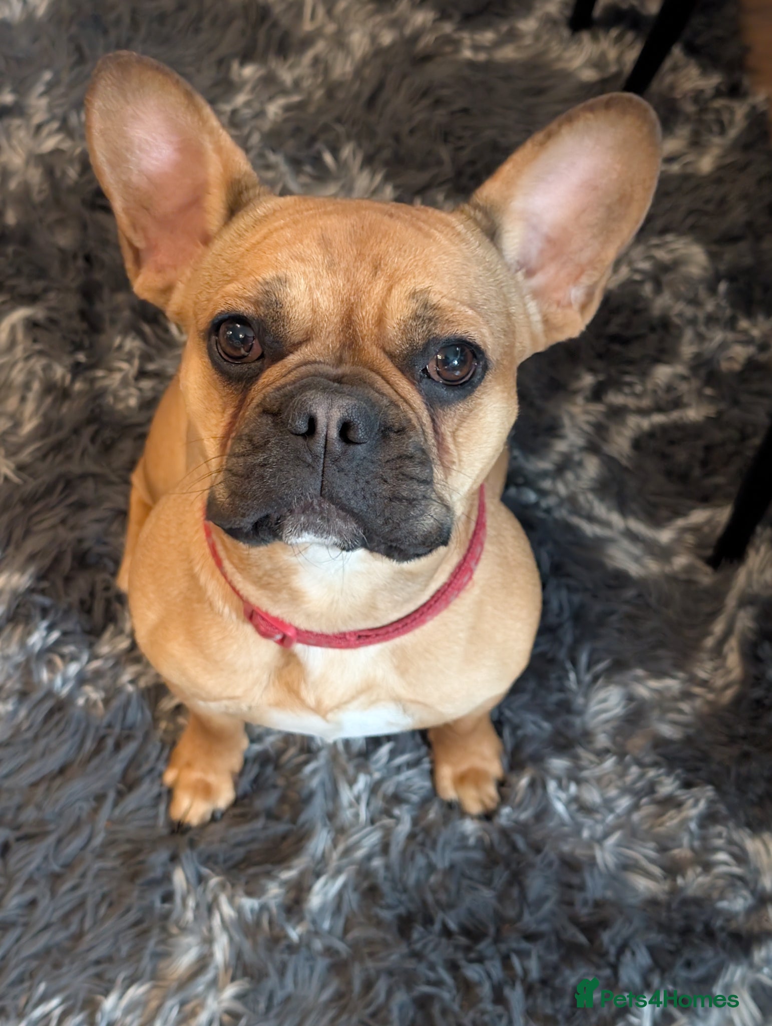 French Bulldog dogs French bulldog (girl) - Advert 3