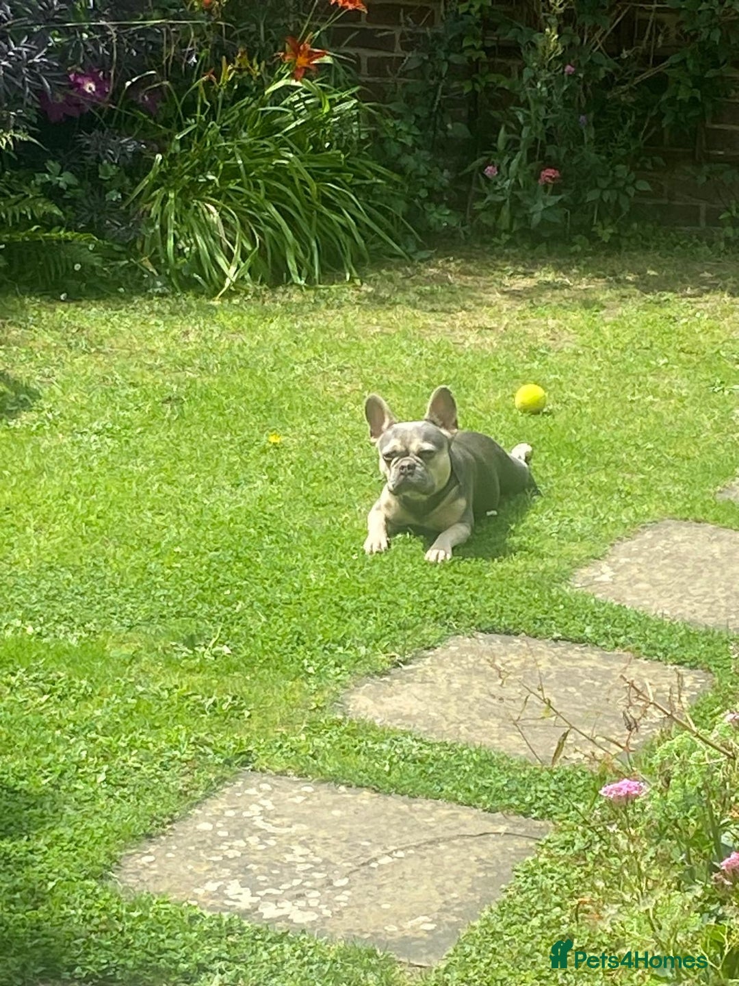 French Bulldog dogs for stud: RHUS SHRUB - Advert 2