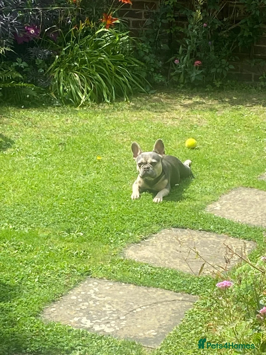 French Bulldog dogs for stud: RHUS SHRUB - Advert 2