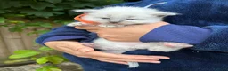 Ragdoll cats for sale: Beautiful Pure Blue Point Ragdoll  - Advert 10
