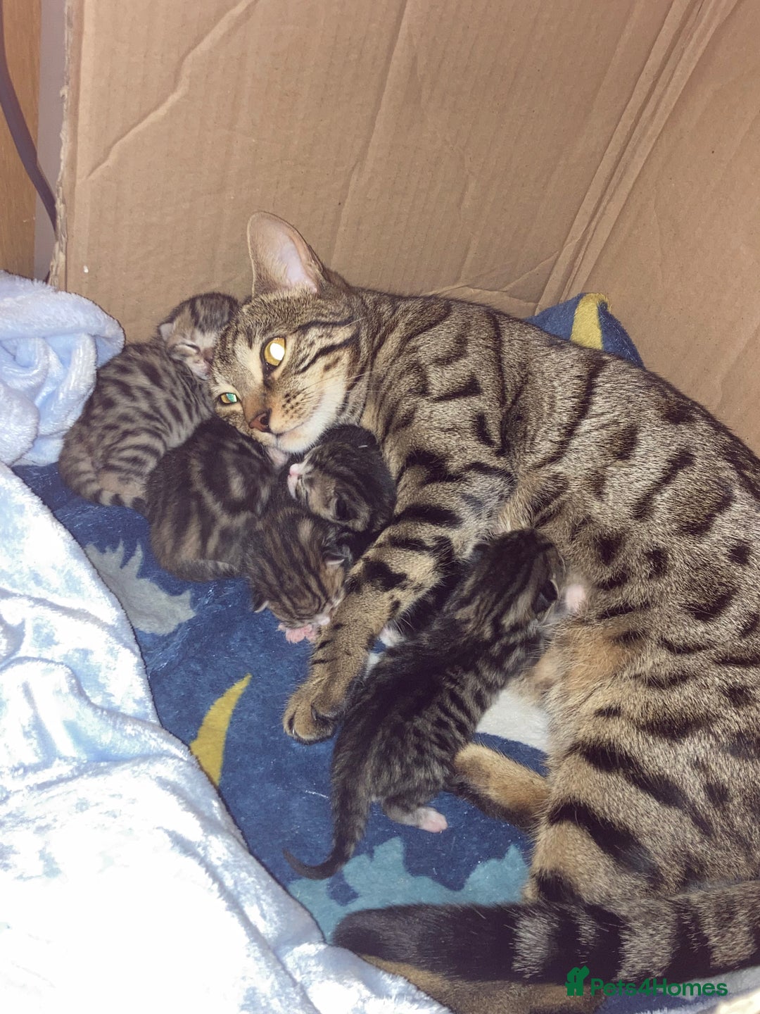 Domestic Shorthair cats for sale: 5 Tabby mother is half Bengal  - Advert 2