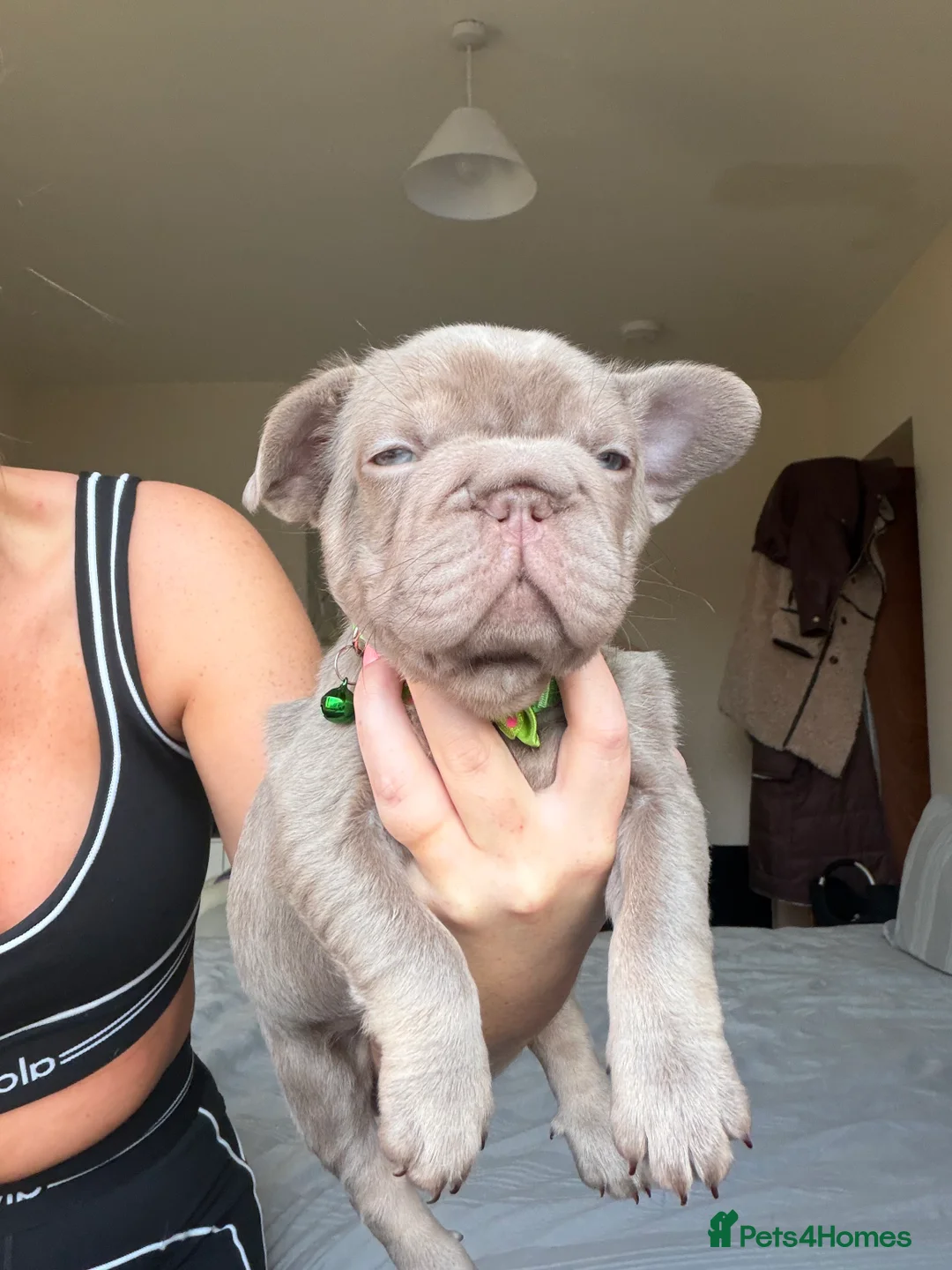 French Bulldog dogs for sale: French bulldog  - Advert 7