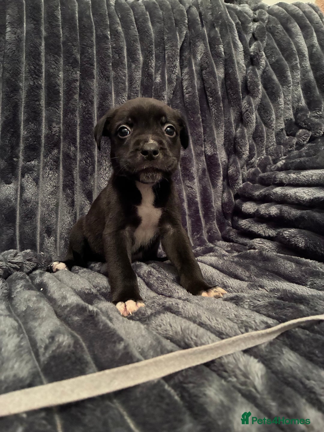 Mixed Breed dogs for sale: Cane Corso-Belgian Malanois cross American Bulldog - Advert 16