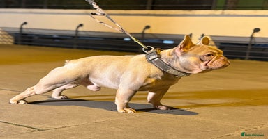 French Bulldog dogs - Advert 4