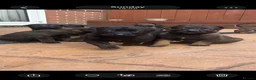 Belgian Shepherd Dog dogs for sale: BRN registered - proven breeding  - Advert 11