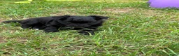 Chihuahua dogs for sale: Long haired Chihuahua Puppies  - Advert 6