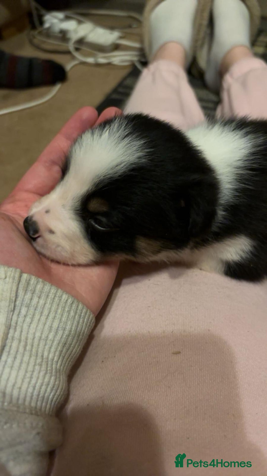 Border Collie dogs for sale: Stunning puppies. Parents health tested - Advert 20