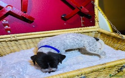 German Shorthaired Pointer dogs for sale: ⭐ 6 adorable German shorthaired pointer puppies ⭐️ - Advert 18