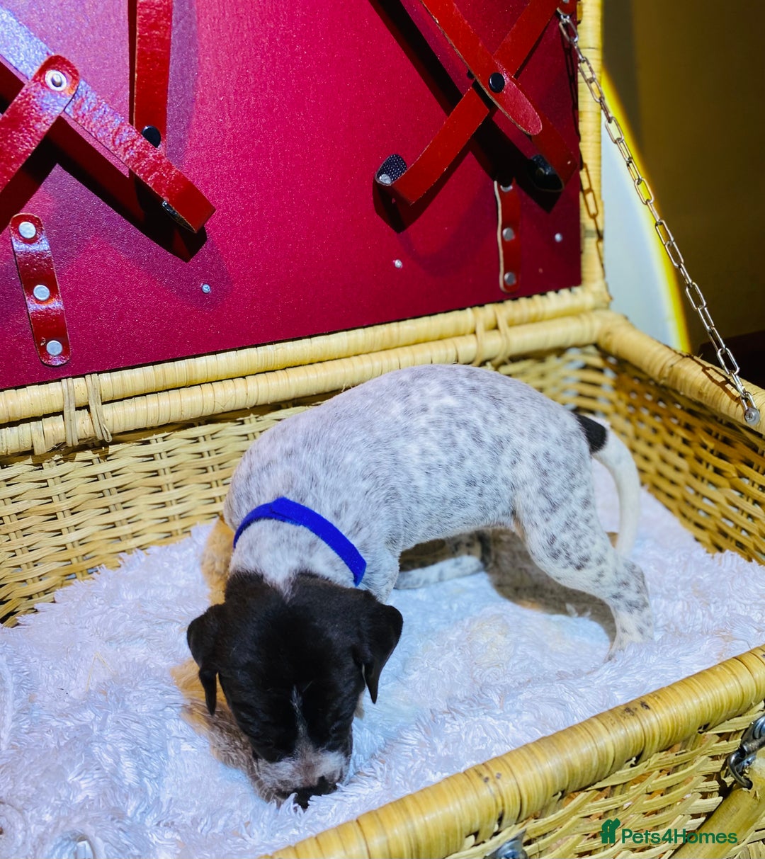 German Shorthaired Pointer dogs for sale: ⭐ 6 adorable German shorthaired pointer puppies ⭐️ - Advert 18