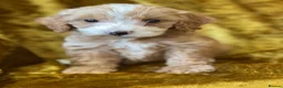 Cockapoo dogs for sale: F1 toy cockapoos - Advert 3
