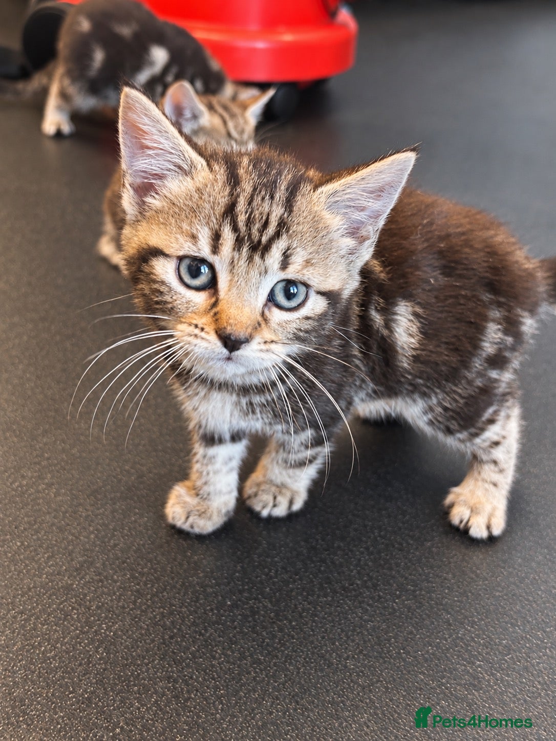 Mixed Breed cats 🐾 Beautiful Tabby x British Shorthair Kittens 🐾 - Advert 2