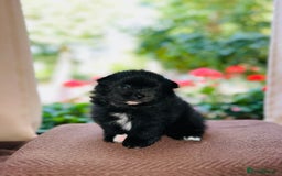 Pomeranian dogs for sale: Cute Pomeranian Puppies Looking for loving home - Image 4