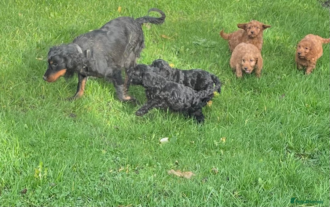 Cockapoo dogs for sale: Gorgeous cockapoo puppies - Image 5