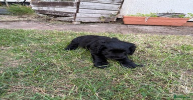 Cocker Spaniel dogs - Advert 12