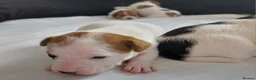 Jack Russell dogs for sale: Adorable Jack Russells - Advert 14