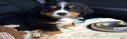 Bernese Mountain Dog dogs for sale: Choose with Care, Love for a Lifetime in Southampton - Advert 5