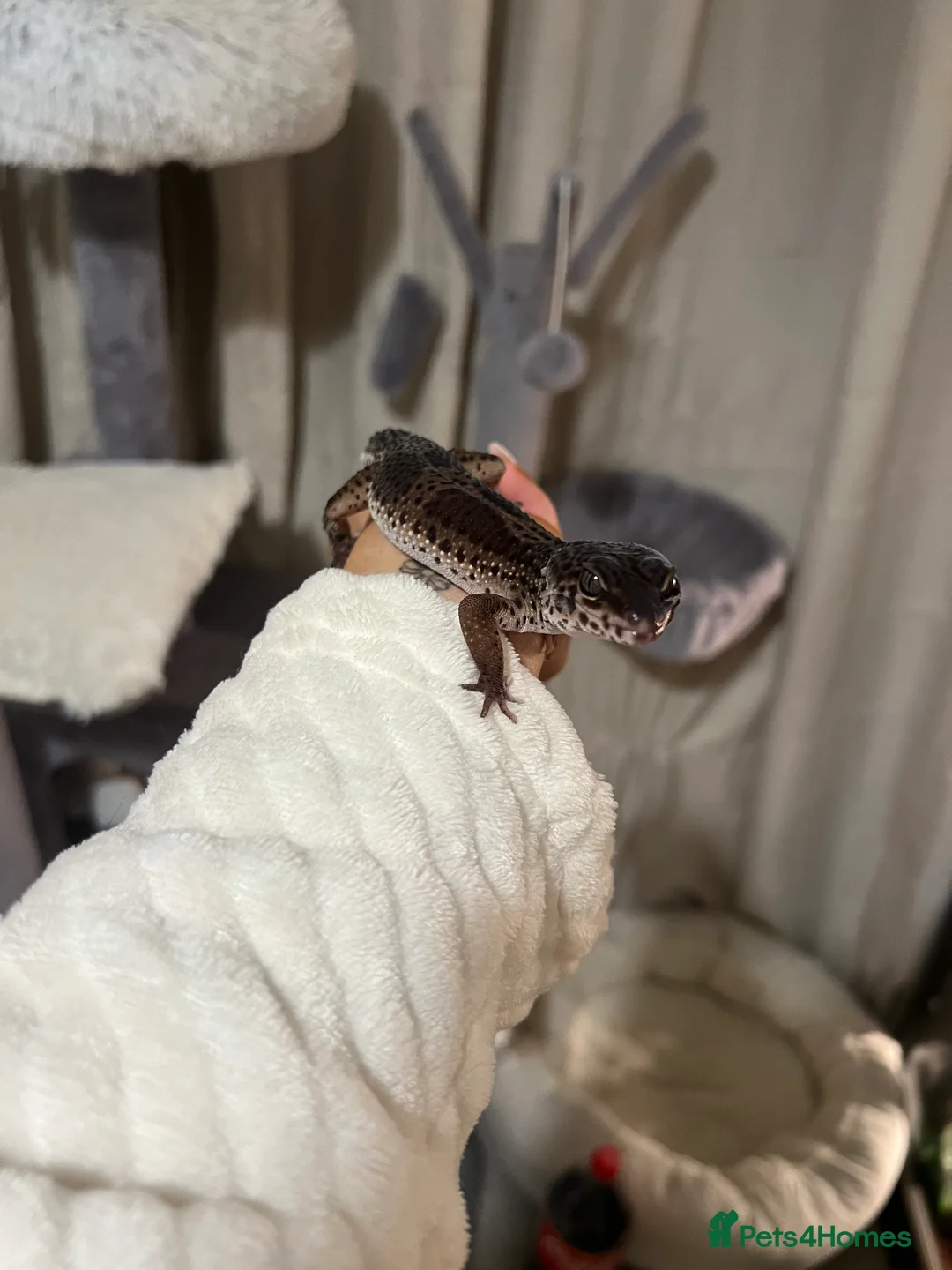 Leopard Gecko reptiles for sale: Black night mix leopard gecko  in Widnes - Advert 2
