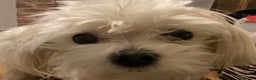 Maltese dogs for sale: K.C. reg. pretty Maltese puppies - Advert 5