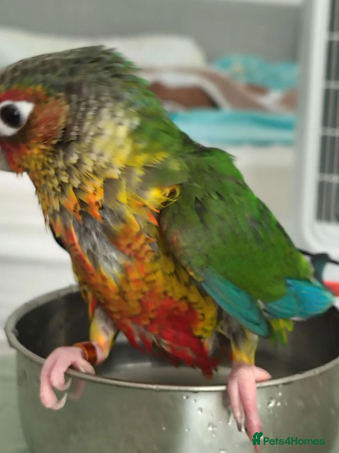 Conures birds for sale: 3 month old Yellow sided Green Cheek Conure  - Advert 10