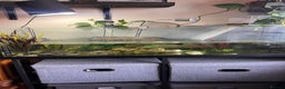 Terrapin reptiles for sale: Skittz the musk terrapin and set up for sale  - Advert 2