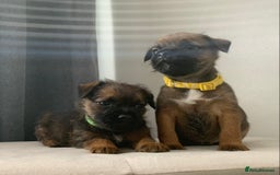 Border Terrier dogs for sale: 6 Beautiful border terrier pups - Image 2