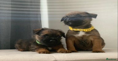 Border Terrier dogs - Advert 4