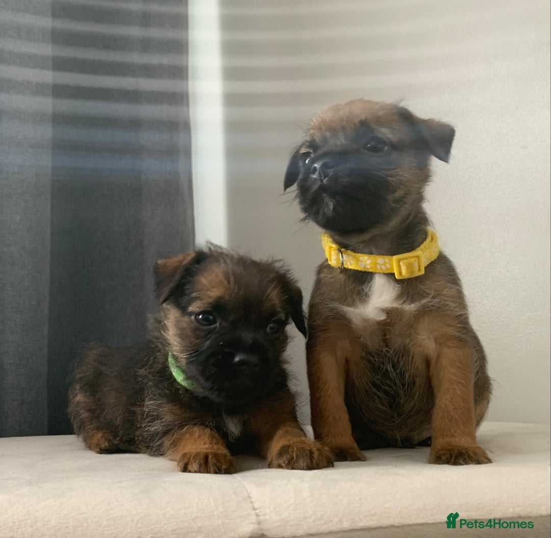 Border Terrier dogs for sale: 6 Beautiful border terrier pups - Image 2
