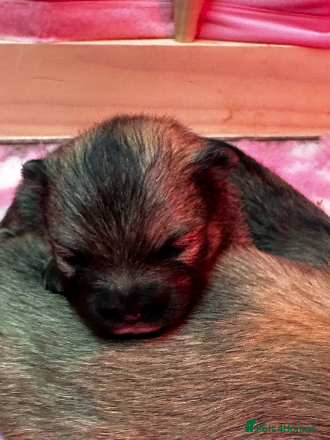 Pomeranian dogs for sale: GORGEOUS POMERANIAN PUPPIES 🐶🐶🐶🐶🐶 - Advert 30