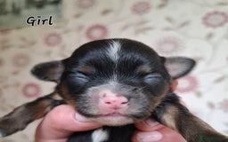 Mixed Breed dogs for sale: Ready to collect  - Advert 36