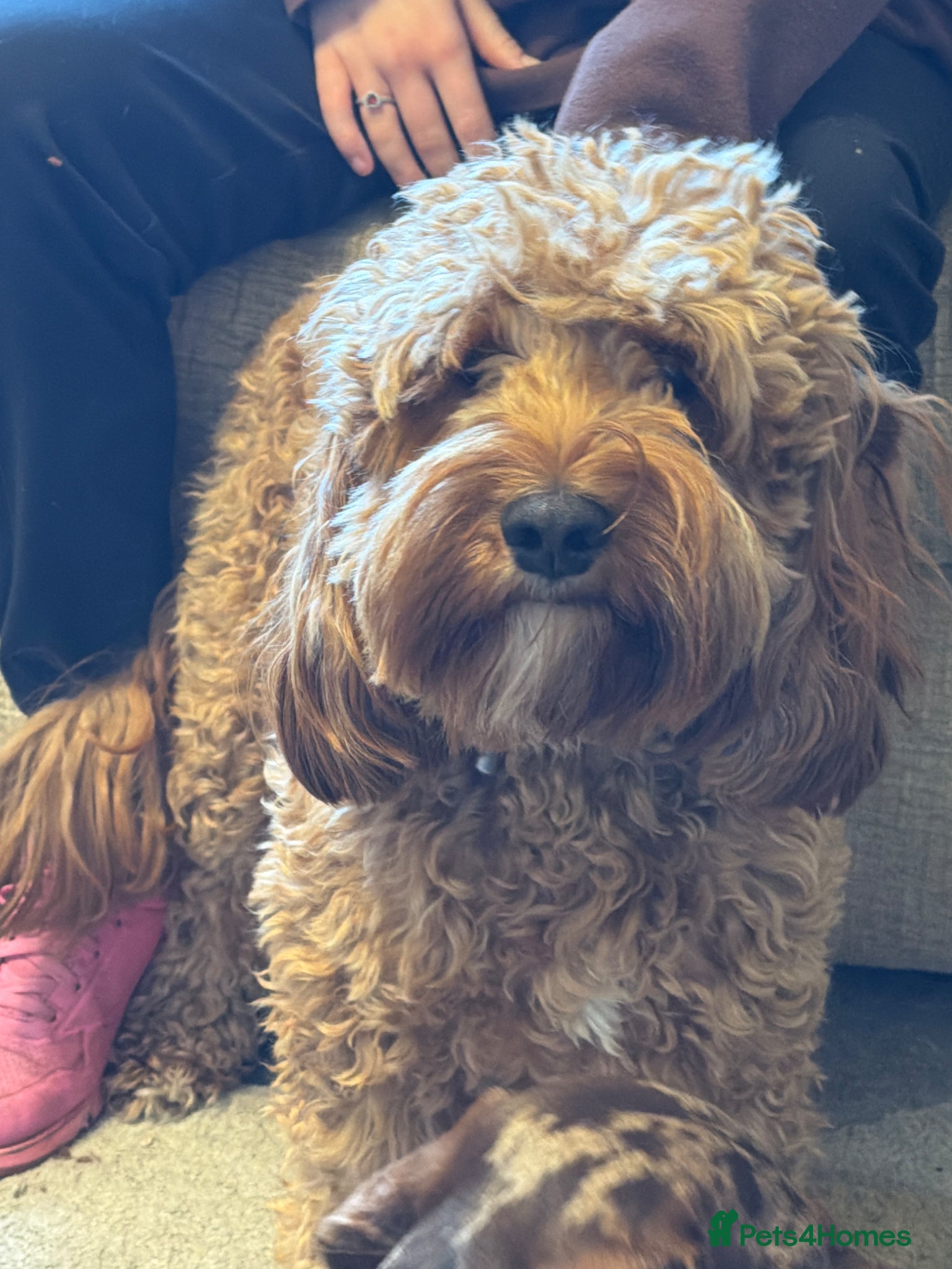 Cockapoo dogs Teddy - Advert 1