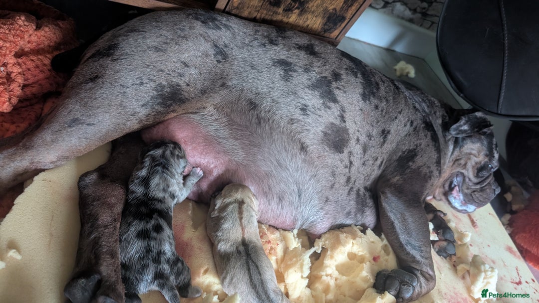 Mixed Breed dogs for sale: Beautiful pups with stunning markings  - Image 12
