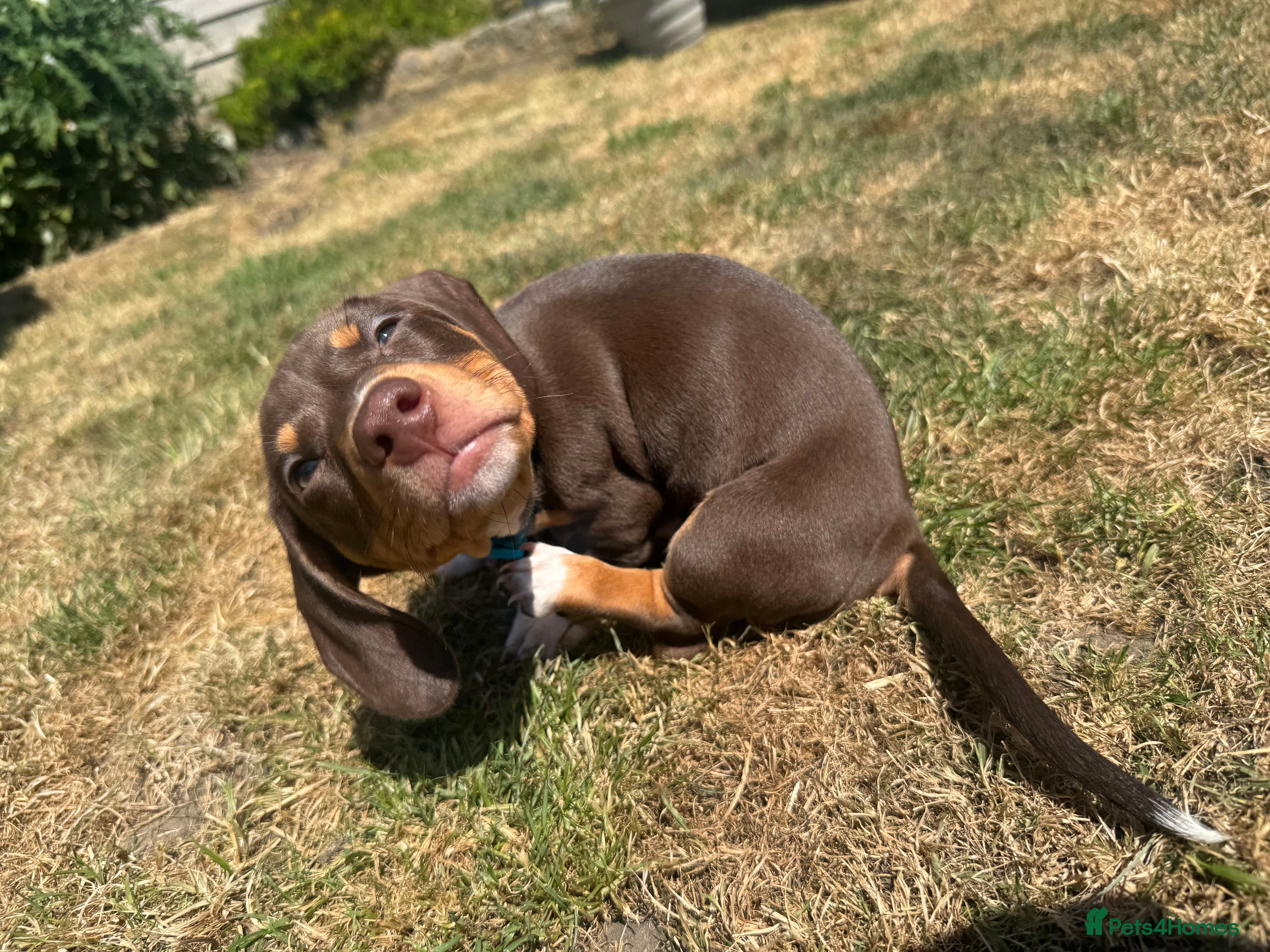 Miniature Dachshund dogs Beautiful Miniature Dachshund - Advert 2