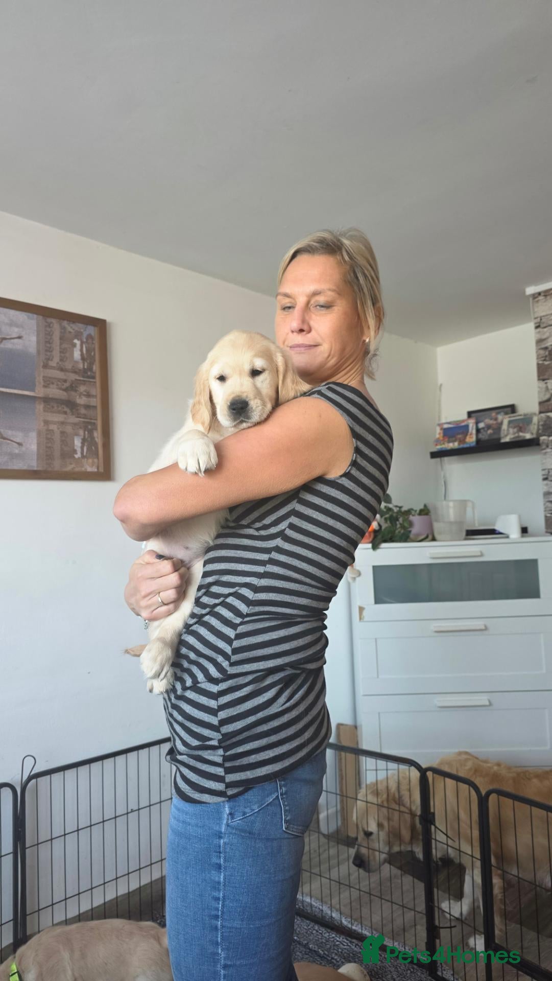 Golden Retriever dogs for sale: 🐶 Beautiful golden retriever puppies 🐶  - Advert 2