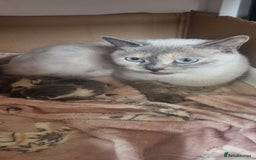 Mixed Breed cats for sale: 2 kittens  - Image 8