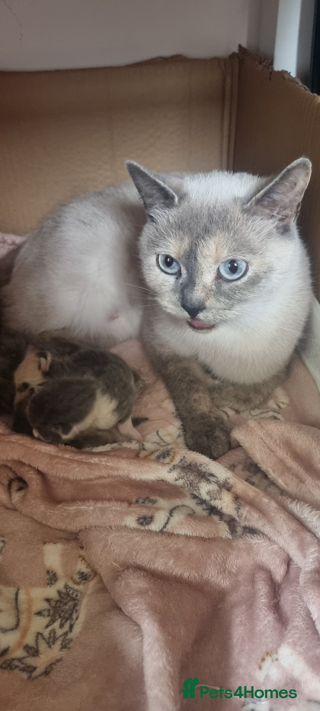 Mixed Breed cats for sale: 2 kittens  - Image 8