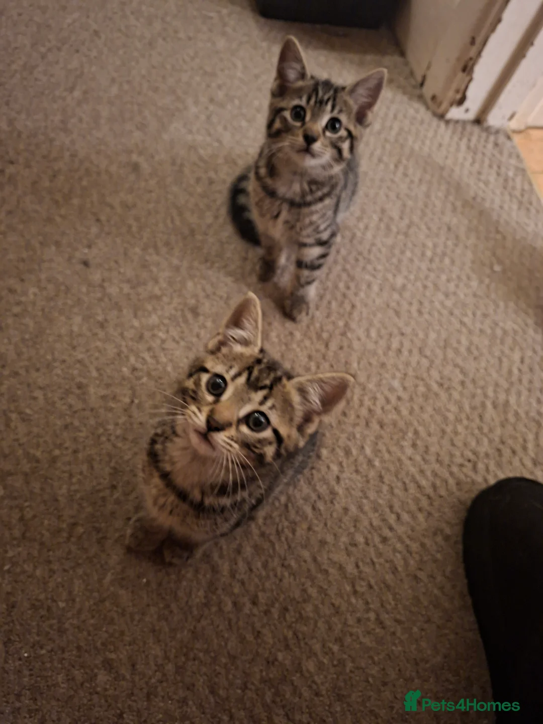 Mixed Breed cats for sale: 4, beautiful and friendly kittens for sale  - Advert 3